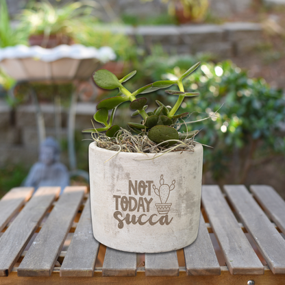 Eco-Friendly Mini Desk Plants with Laser-Etched "Not Today Succa" Pots – Zebra Succulents, Jade Plants, Star Cactus