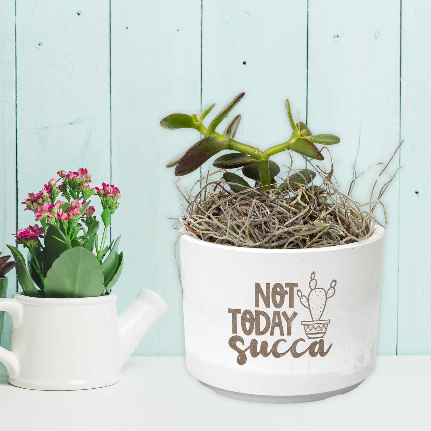 Eco-Friendly Mini Desk Plants with Laser-Etched "Not Today Succa" Pots – Zebra Succulents, Jade Plants, Star Cactus