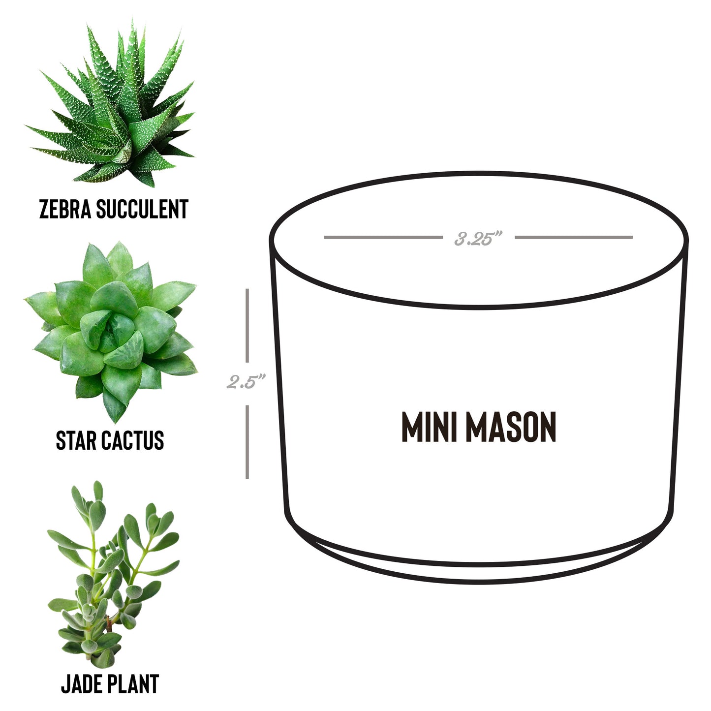 Laser Etched Desk Plant Pot Gift | Zebra Succulent, Jade, or Star Cactus | "Gardening Because Murder Is Wrong"