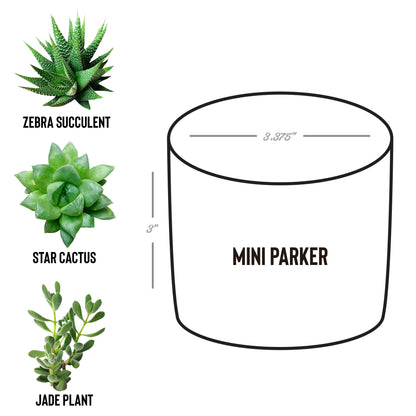 Laser Etched Desk Plant Pot Gift | Zebra Succulent, Jade, or Star Cactus | "Gardening Because Murder Is Wrong"