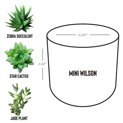 Laser Etched Desk Plant Pot Gift | Zebra Succulent, Jade, or Star Cactus | "Gardening Because Murder Is Wrong"