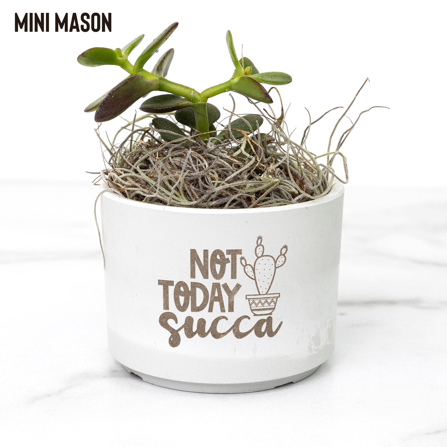 Eco-Friendly Mini Desk Plants with Laser-Etched "Not Today Succa" Pots – Zebra Succulents, Jade Plants, Star Cactus