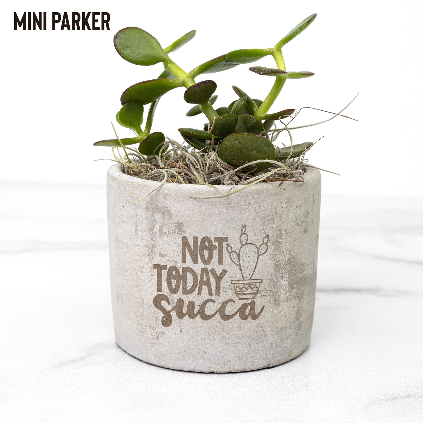 Eco-Friendly Mini Desk Plants with Laser-Etched "Not Today Succa" Pots – Zebra Succulents, Jade Plants, Star Cactus