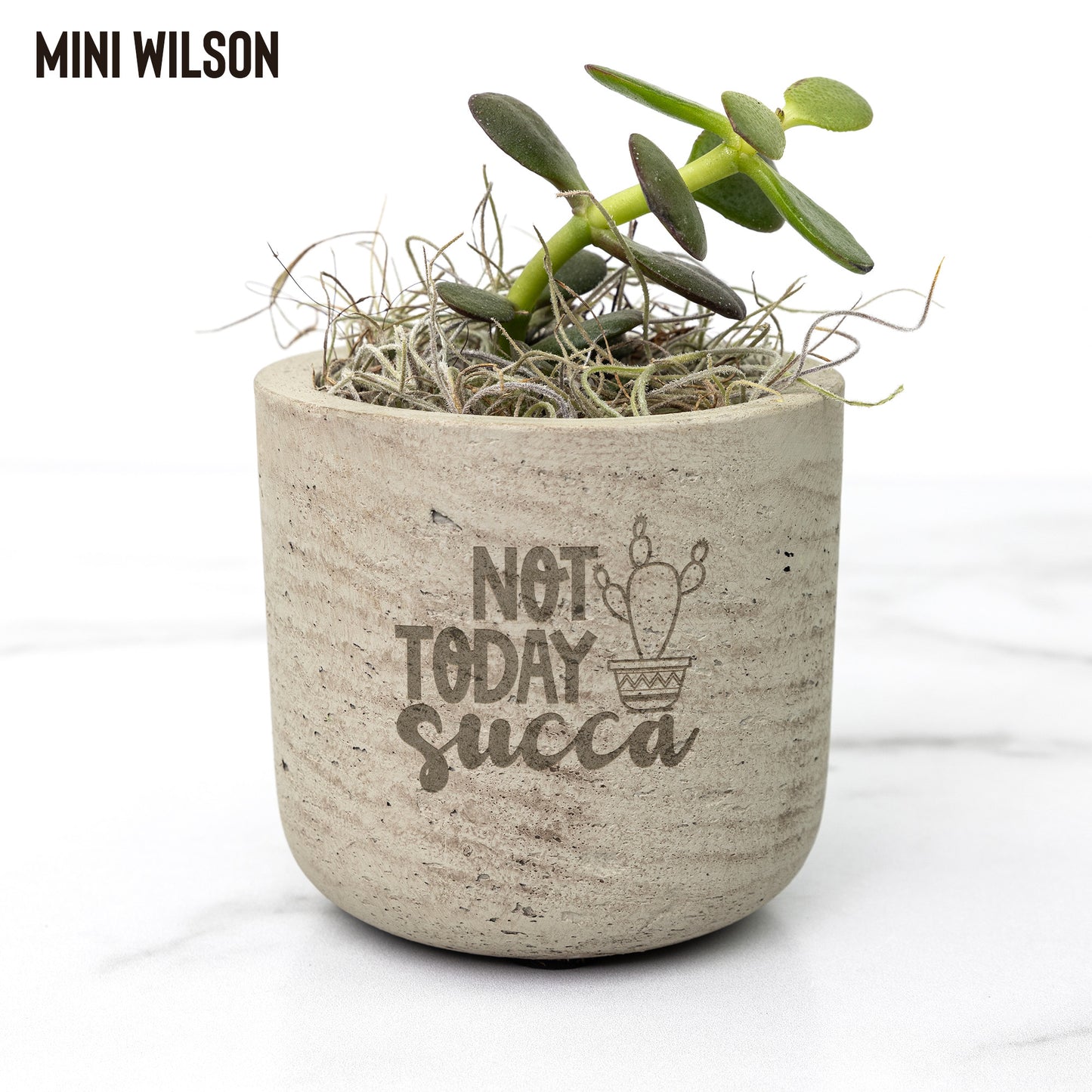 Eco-Friendly Mini Desk Plants with Laser-Etched "Not Today Succa" Pots – Zebra Succulents, Jade Plants, Star Cactus